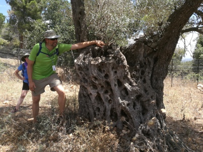 Olive tree stump with netzarim (new shoots)